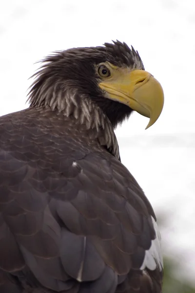 Vista Panorámica Del Majestuoso Águila Gigante Naturaleza Salvaje —  Fotos de Stock