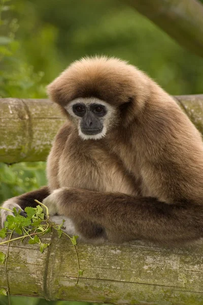Opičí Zvíře Opičí Gibbon — Stock fotografie