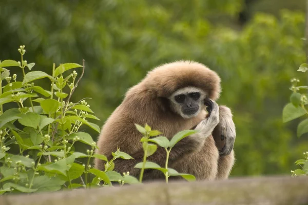 Ape Animal Monkey Gibbon — Stock Photo, Image