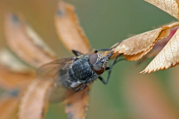 Gros Plan Bug Nature Sauvage — Photo