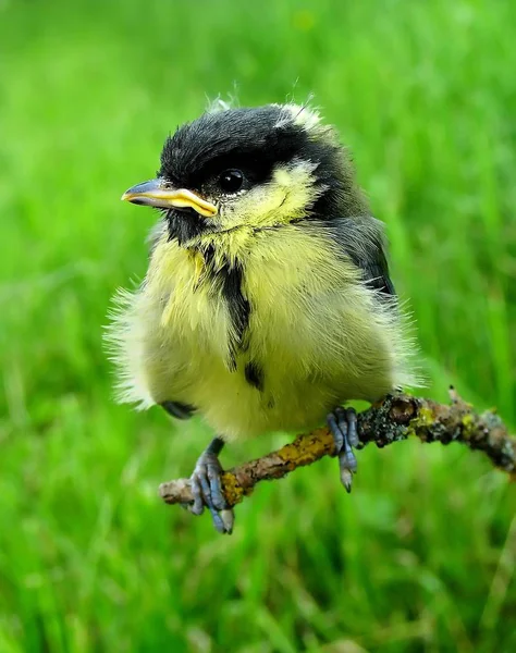 Pemandangan Indah Burung Titmouse — Stok Foto