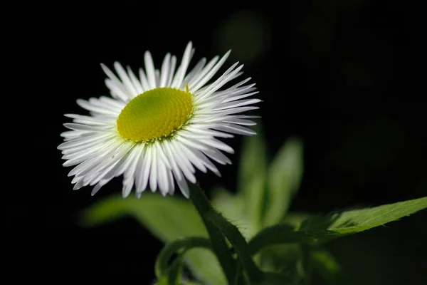 Piękne Botaniczne Ujęcie Naturalna Tapeta — Zdjęcie stockowe