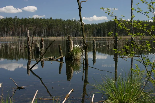 Belle Vue Nature Scène — Photo