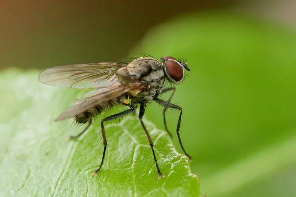 Primer Plano Error Naturaleza Salvaje — Foto de Stock