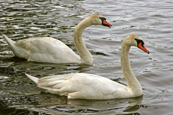 Dos Cisnes Lago — Foto de Stock