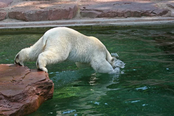 Closeup Animal Zoo Stock Image