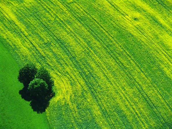 Pole Rzepaku Żółtego Rolnictwo — Zdjęcie stockowe