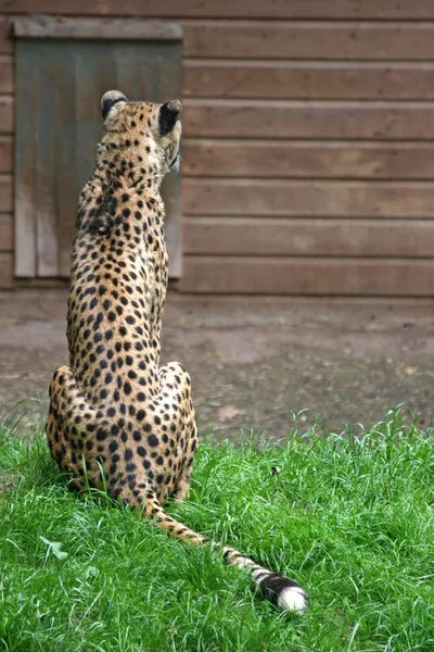 Leopardo Animal Predador Gato Grande — Fotografia de Stock