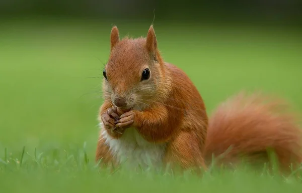 Fluffigt Ekorrdjur Gnagare — Stockfoto