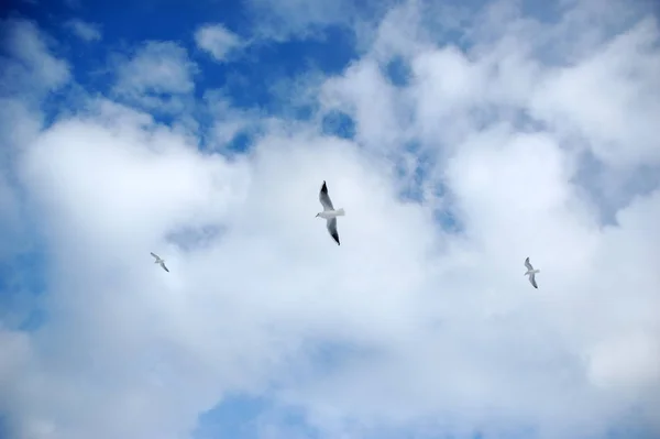 Schilderachtig Uitzicht Prachtige Vogel Natuur — Stockfoto