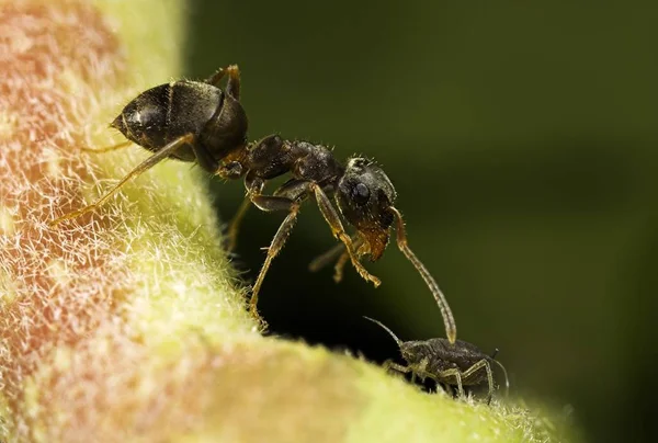 野生の自然界での虫の接近 — ストック写真