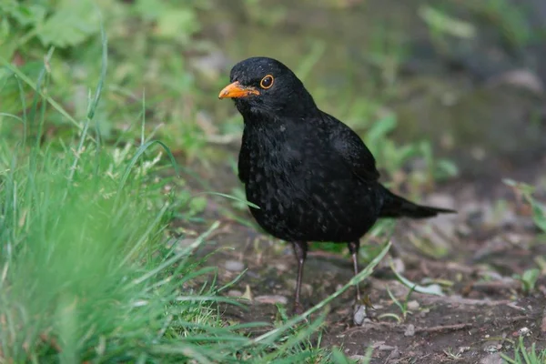 Amsel Singvogel Ornithologie Und Fauna — Stockfoto