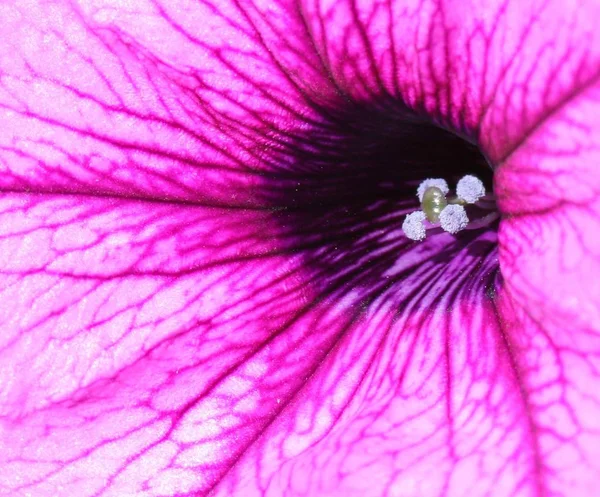 美しい花 花のコンセプトの背景 — ストック写真