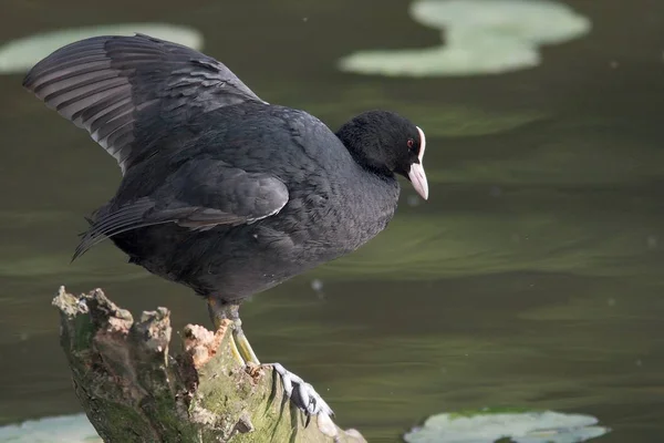 Coot Tree Stump —  Fotos de Stock