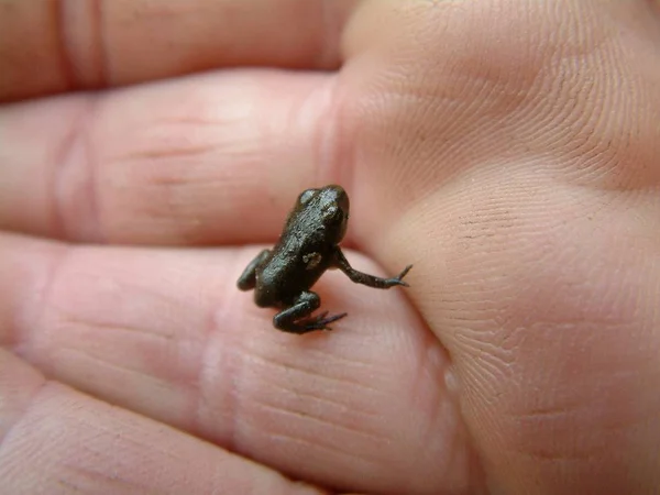 Ici Queue Est Déjà Tombée Ils Voient Les Grenouilles Familières — Photo