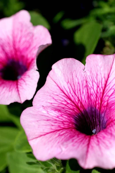 Schöne Blumen Florales Konzept Natur Hintergrund — Stockfoto