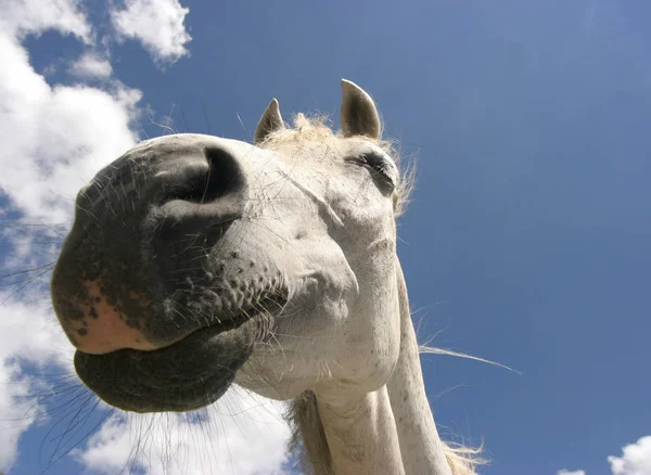 Horses Outdoors Daytime — Stock Photo, Image