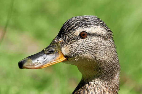 野鳥観察ショット 野生の自然でアヒル — ストック写真