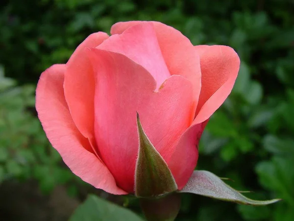 Bellissimo Fiore Fiorito Natura Concetto Sfondo — Foto Stock