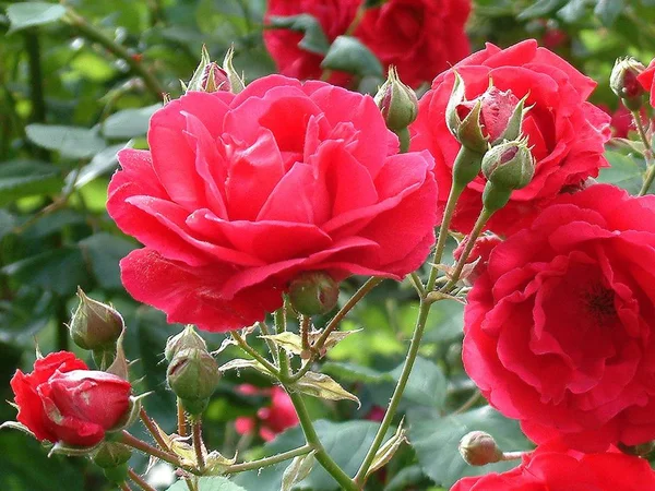 Τριαντάφυλλα Πέταλα Χλωρίδας — Φωτογραφία Αρχείου