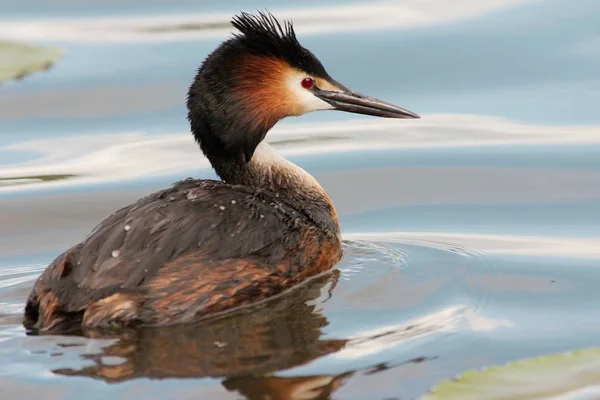 Haubentaucher Blauen Wasser — Stockfoto