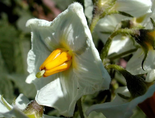 Картопляна Квітка Сортів Ірисової Колонії Які Посадив Цього Року Вперше — стокове фото