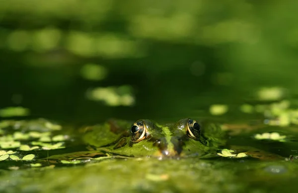 Kurbağa Sürüngen Kurbağa Amfibi Hayvan — Stok fotoğraf
