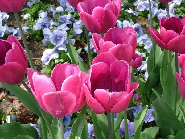 Цветущие Цветы Тюльпанов Весенняя Флора — стоковое фото
