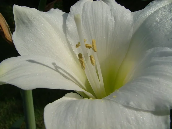 Bellissimi Fiori Sfondo Concetto Floreale — Foto Stock