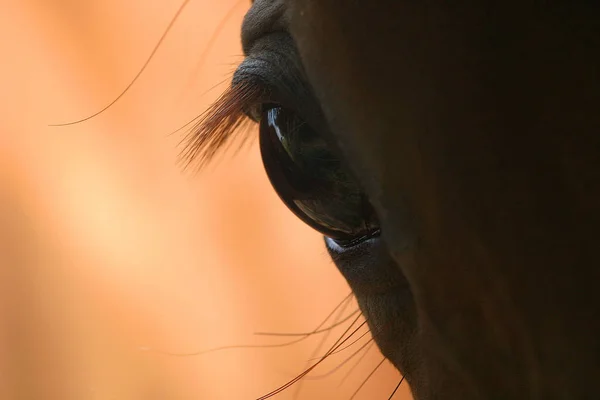 昼間は屋外の馬 — ストック写真