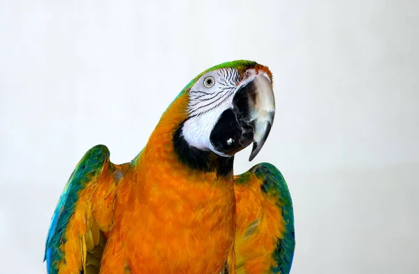 Schilderachtig Uitzicht Prachtige Papegaai Vogel — Stockfoto