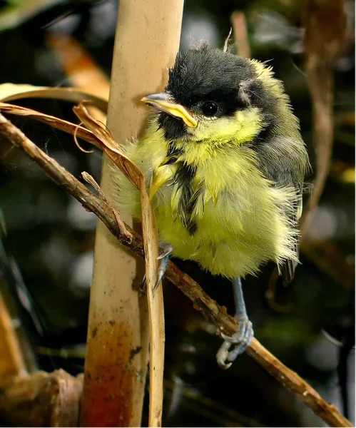 Schilderachtig Uitzicht Prachtige Titmouse Vogel — Stockfoto