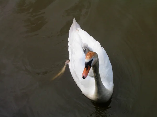 Vista Panorâmica Cisne Majestoso Natureza — Fotografia de Stock