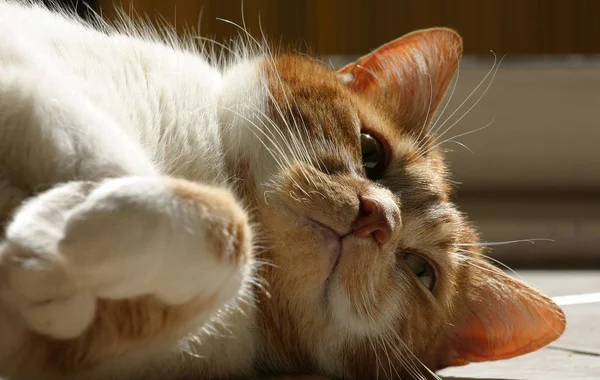 Παιχνιδιάρικο Και Αστείο Έννοια Γάτα Ζώο Κατοικίδιο Ζώο — Φωτογραφία Αρχείου