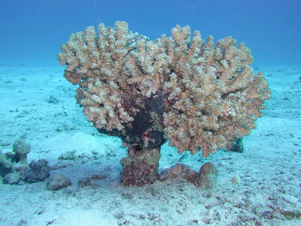soft corals in deep sea water
