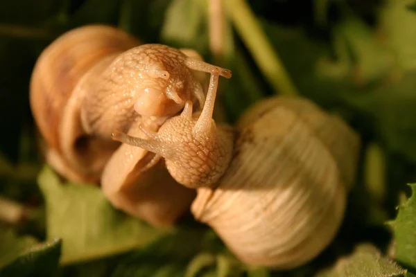 Guscio Lumaca Elica Invertebrato — Foto Stock