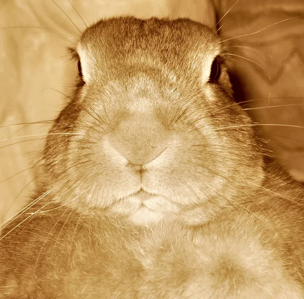 Keine Sorge Das Kaninchen Hat Ohren — Stockfoto