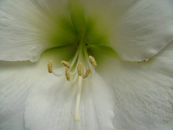 Bellissimi Fiori Sfondo Concetto Floreale — Foto Stock