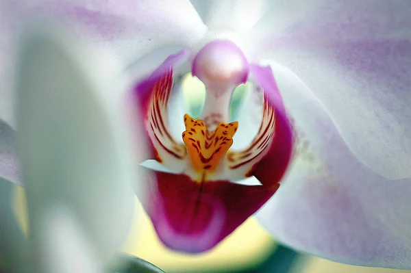 Beautiful Orchid Flowers Petals Flora — Stock Photo, Image