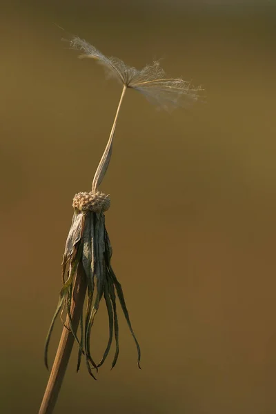 Unfortunately Know What Kind Plant Dandelion Anyway Very Large Saw — Stock Photo, Image