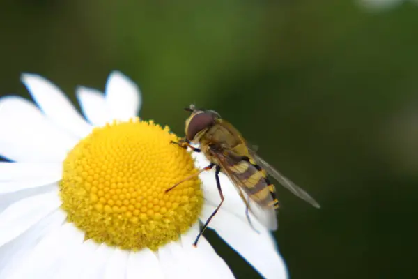 Gros Plan Bug Nature Sauvage — Photo