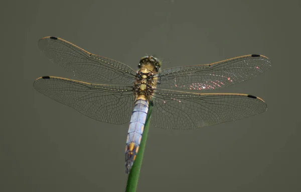 Closeup Macro Vedere Insectă Libelulă — Fotografie, imagine de stoc