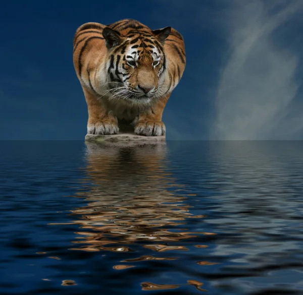 Macska Ragadozó Vad Tigris — Stock Fotó