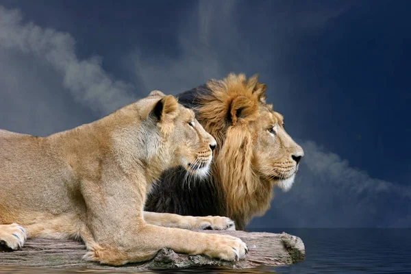 Rovdjur Lejondjur — Stockfoto