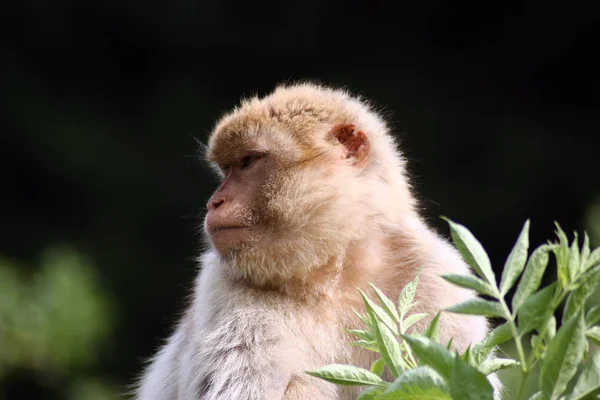 Macacos Bárbaros Habitam Mato Seco Bem Como Florestas Mistas Moderadamente — Fotografia de Stock