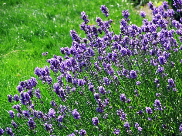 Flores Púrpuras Lavanda Archivada —  Fotos de Stock