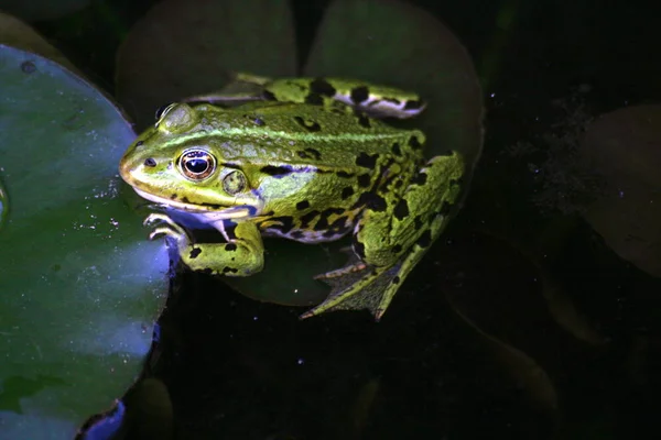 Krötenreptil Frosch Amphibientier — Stockfoto