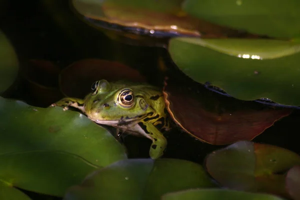 Crapaud Reptile Grenouille Amphibien Animal — Photo