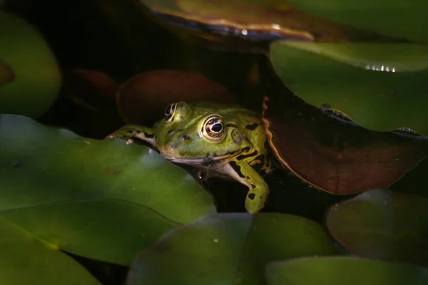 Reptil Sapo Animal Anfibio Rana —  Fotos de Stock