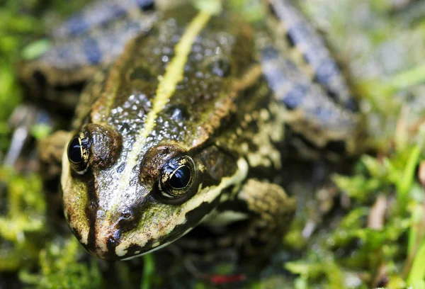 amphibian animal, wild frog